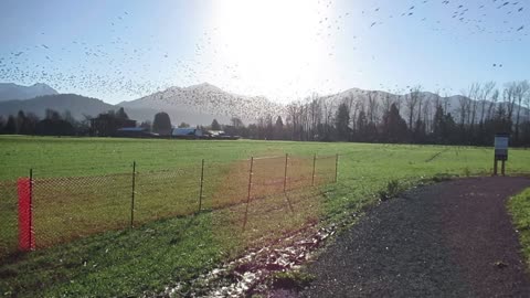 Canadian Geese Coqualeetza Chilliwack BC