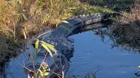 Grim Reaper the Gator Doesn't like People in His Territory