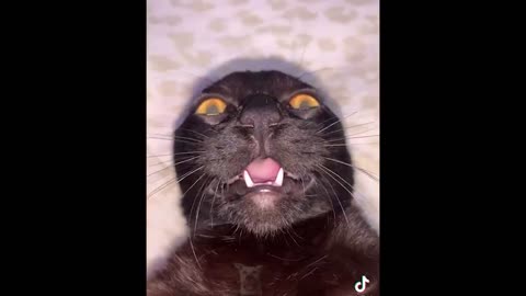 Funniest pets @pet lovers