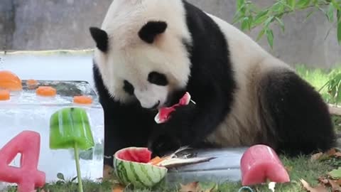 giant pandas