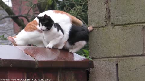 Elegantly Awkward Cats