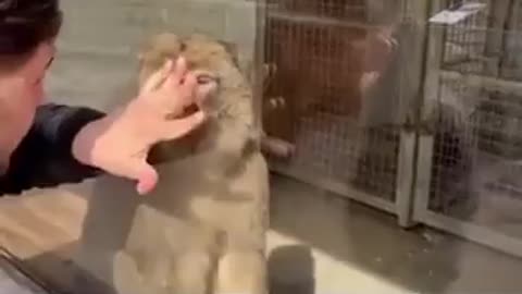 Showing Monkey A Magic Trick