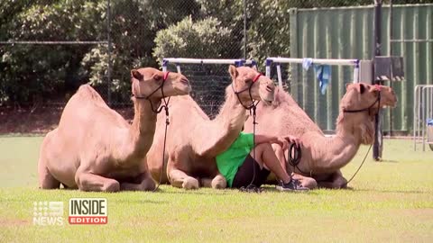 3 Camels Escape Nativity Scene