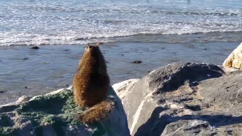 Fat Squirrel Watches Surfers in California