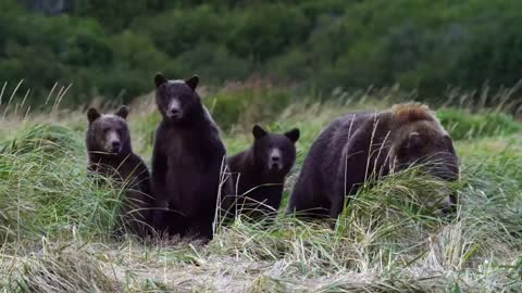 Mother Grizzly Charges Giant Male, Alaska 2021