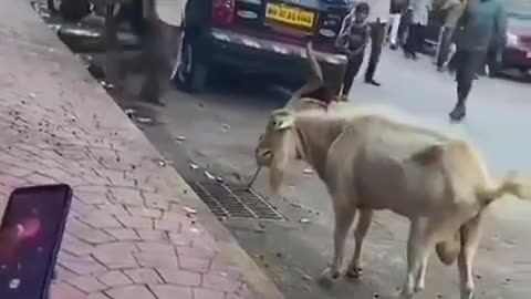 DANGER! GOAT ATTACKS PEDESTRIAN 😱😱😱😱😱