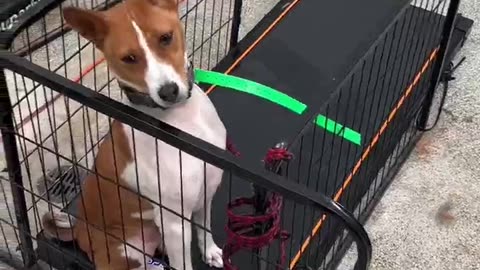 no one treadmills like Tucker #funny #viral #dog #dogs