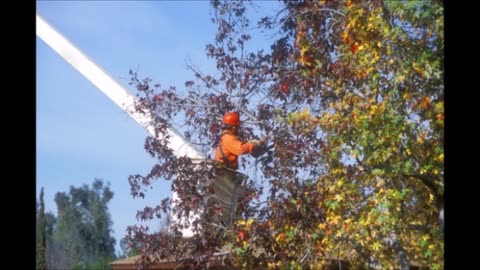 CL Tree Removal Services