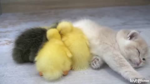 Kittens and ducklings sleep sweetly together while mom cat 🐈 is talking and feeds with other