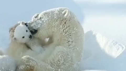 Beautiful bond. Between baby & the parent Polar bear.