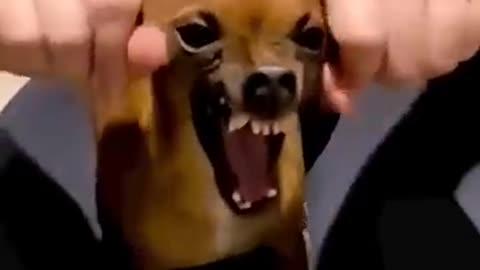 FUNNY ANIMAL VIDEO