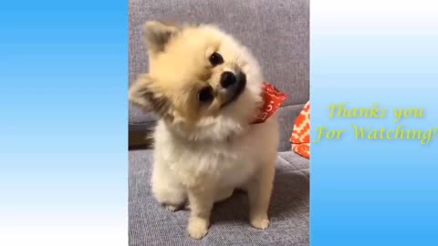 Funniest Animals - Best Of The Funny Animal Videos.. 🤣🐶