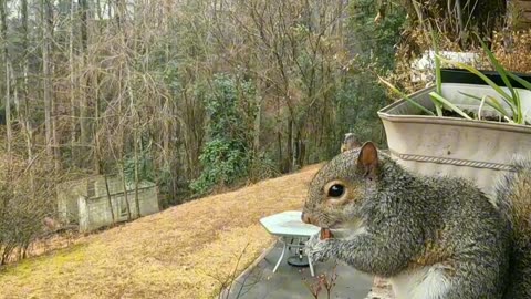 Don't know how long this wild squirrel was waiting for me on the carport