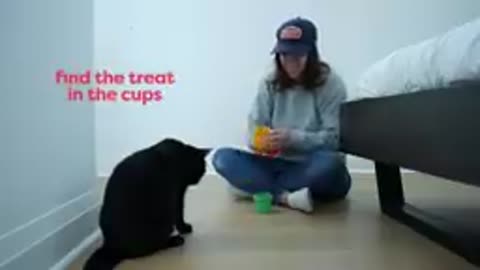 How I trained my cat