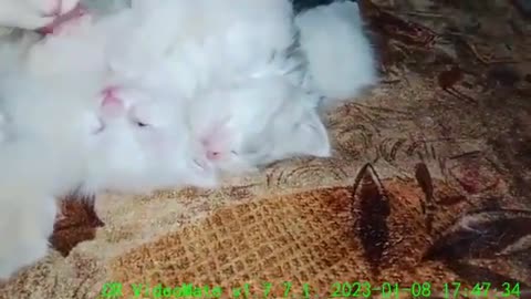 Persian cat with her kittens #funnycat #catvideooftheday #kitten #cat #love #funnycatvideos #lovecat