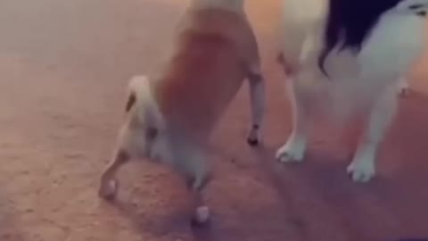 Smart dog 🐕 video