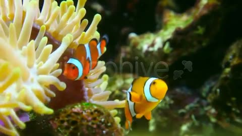 Clown fish and sea anemone in the reef