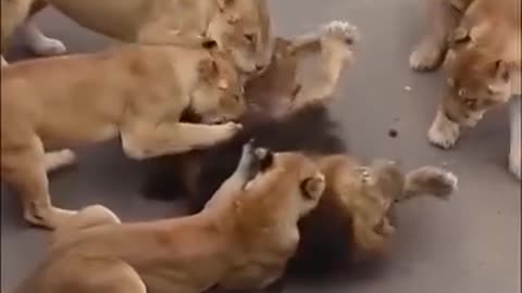 Do lions eat other lions ?