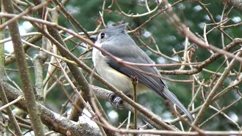 Tufted Titmouse