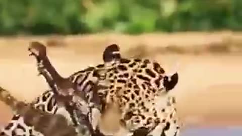 Tiger by' dangerous!! atteck at Jaguar video|| #shorts#viral #