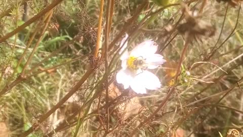 Video I took of a bee