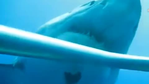 Is this the biggest great shark ever filmed?...