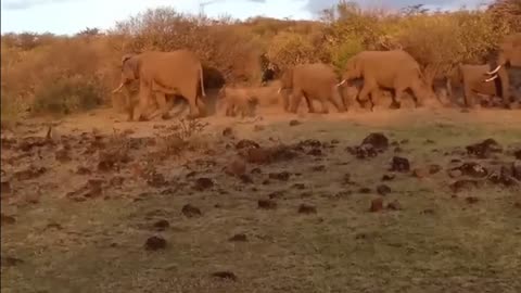 "Elephant's Remarkable Sense of Smell: Foiling a Leopard's Ambush in the Bush!"