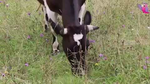 COW VIDEO 🐮🐄 COWS MOOING AND GRAZING IN A FIELD _ Cow Video