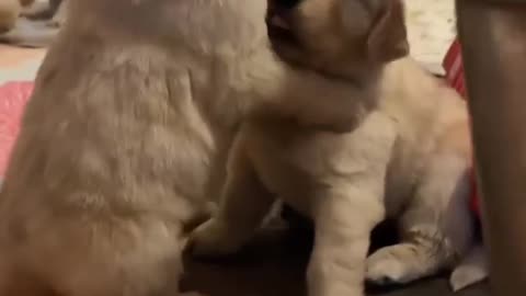 Lovely Puppies perfect bond