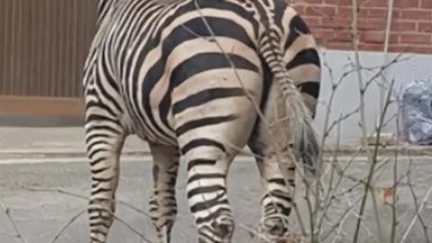 A zebra escaped from a zoo in Seoul, South Korea