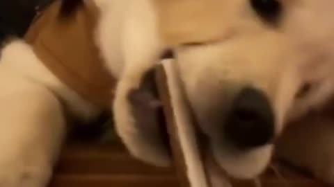 funny dog video