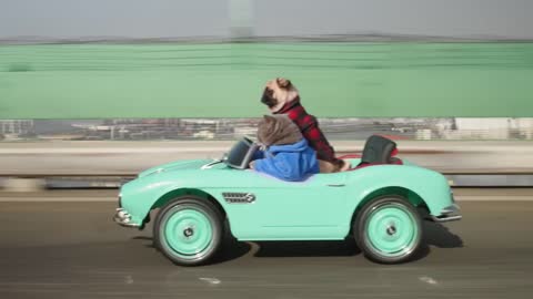 Cat and Dog Take a Road Trip