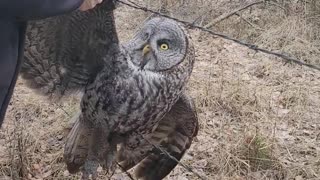 Owl Set Free From Barbed Wire Fence