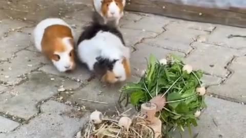 Mor Rabbits eats together🐇🐇🐇cute