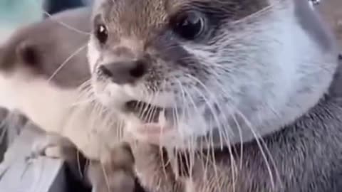 Funny little animals, so cute