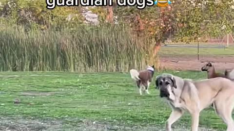 Pete doing his best to impress the livestock guardian dogs