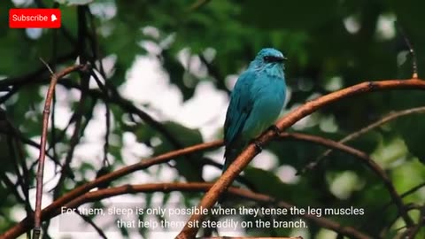 Why Don't Birds Fall When Sleeping on a Branch?