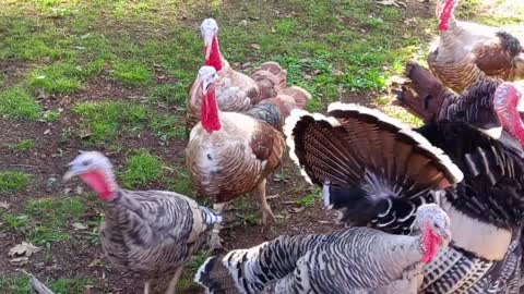 dindon 🦃 première présentation 😂 avec les bronze allemand 😊🥰