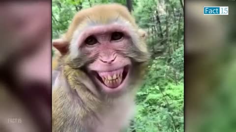 Animal Funny Moments...Cant Stop Laugh