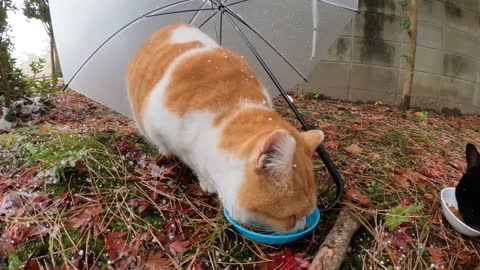 Snow piles up on the backs of cats eating food