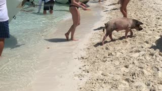 Pig Island in Bahamas