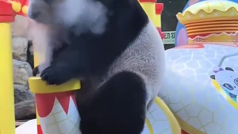 Panda's Teapot Train: The Coolest Ride Around!