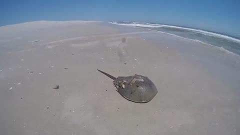 Assateague Island National Seashore