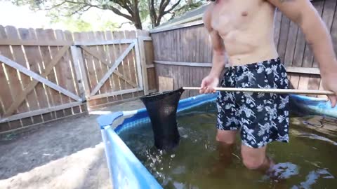 transferring fish to new pool pond