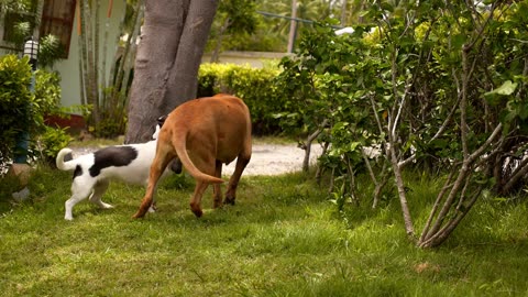 dog playing with baby doggy