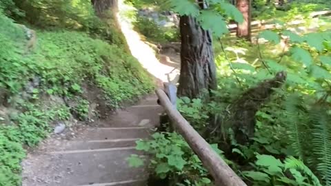 Group of Hikers Meet Black Bear on Trail