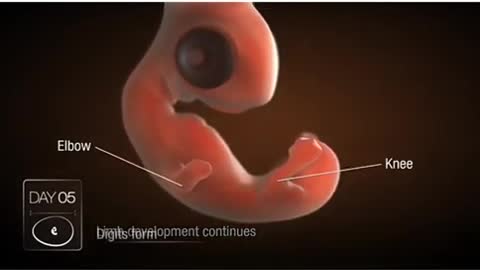 Development of embryo chick in egg from day 1 to day 21