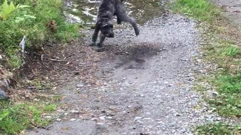 Black dog running back and forth through puddle