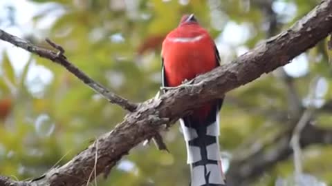 Top 10 pictures of the most beautiful bird in the world and the little tiger woods of the world