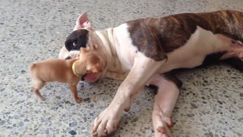 Tiny chihuahua puppy adorably teases sleepy American bulldog